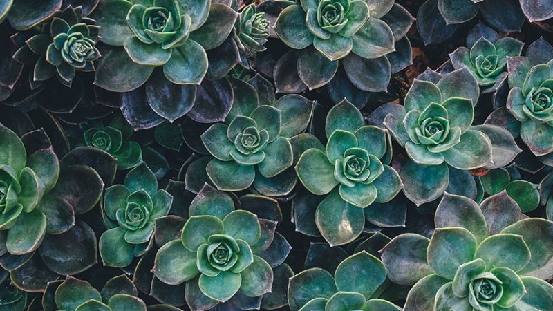 A Guide to Happy Succulents in a Nutshell