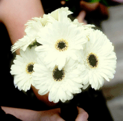 Wedding Flowers