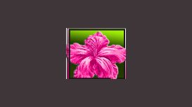 Azalea Flowers Azalea Flowers